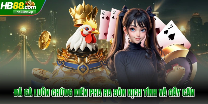 Đá gà luôn chứng kiến pha ra đòn kịch tính và gây cấn